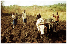 Plowing a garden in Adwila, Northern Uganda